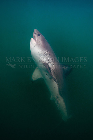 A salmon shark rises out of the frigid depths of Prince William Sound, Alaska