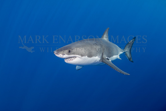 A white shark at Isla Guadalupe, Mexico