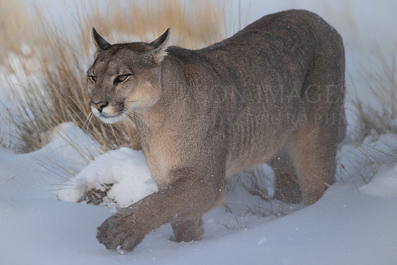 A puma in the snow, at Torres del Paine, Chile
