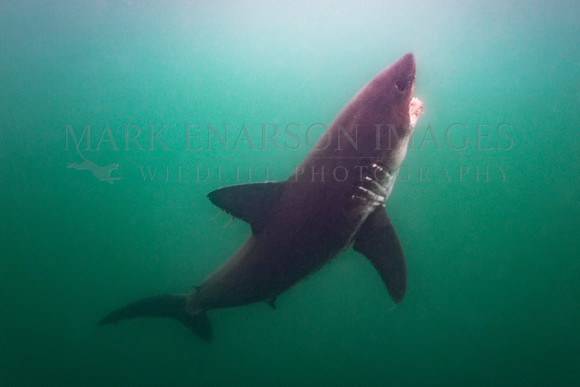 A salmon shark hunts the cold waters of Prince William Sound, Alaska