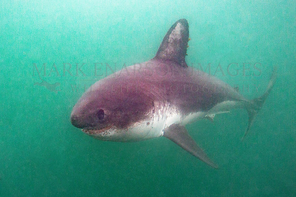 A salmon shark hunts the cold waters of Prince William Sound, Alaska