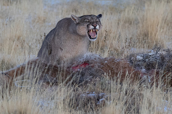 A puma warns off competitors from her recent kill, at Torres del Paine, Chile