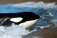 A young orca rests calmly on the beach after a missed attack, at Punta Norte, Argentina