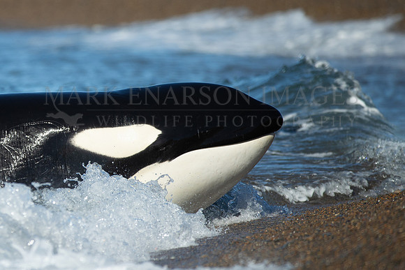 A young orca rests calmly on the beach after a missed attack, at Punta Norte, Argentina