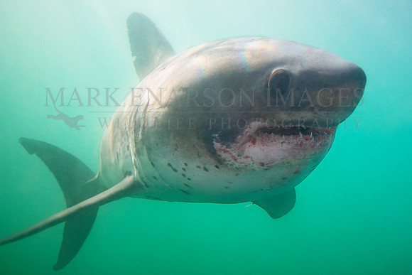 A salmon shark cruises near the surface in Prince William Sound, Alaska