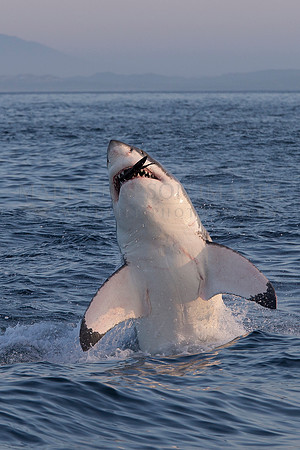 A white shark swallows a young Cape fur seal at Seal Island, South Africa