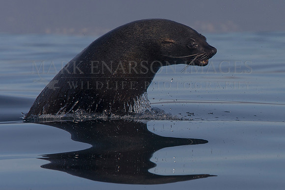 A Cape fur seal returns to Seal Island after feeding
