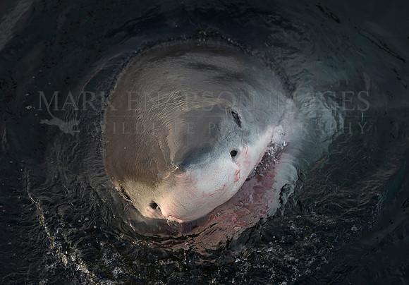 A white shark spy hops off Seal Island, South Africa