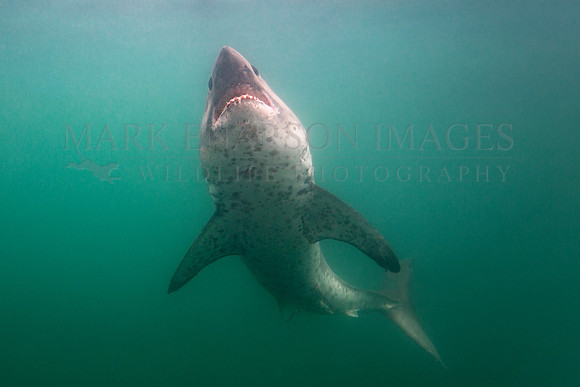 A salmon shark approaches the surface in Prince William Sound, Alaska
