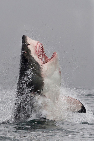 A breaching white shark at Seal Island, South Africa
