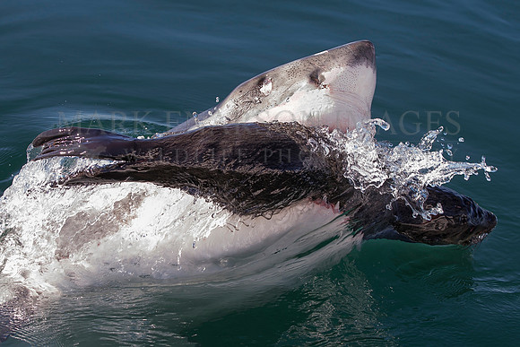 A white shark scavenges a dead seal off Seal Island, South Africa