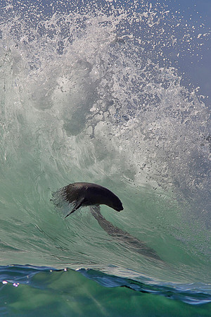 Cape fur seals surf the waves at Seal Island, South Africa