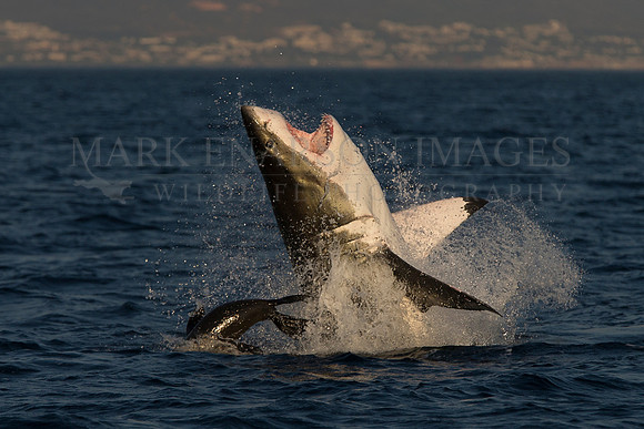 A white shark narrowly misses a Cape fur seal at Seal Island, South Africa