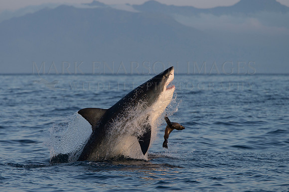 A large white shark breaches to attack a Cape fur seal at Seal Island, South Africa