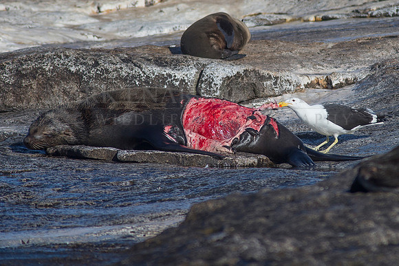 A Cape fur seal with a terrible shark bite contends with the scavengers on Seal Island, South Africa