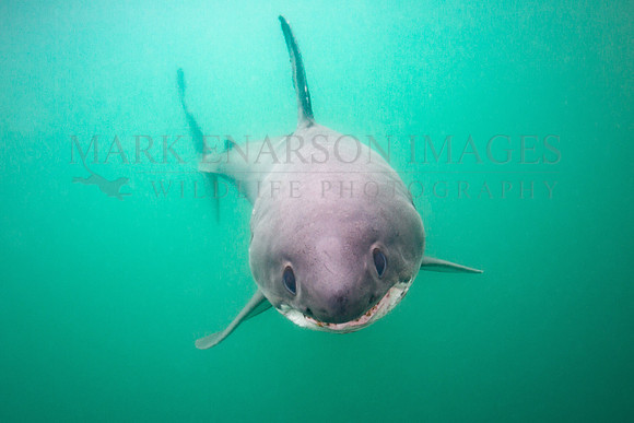An approaching salmon shark in Prince William Sound, Alaska