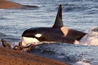 An adult male orca strands in a failed attack, at Punta Norte, Argentina