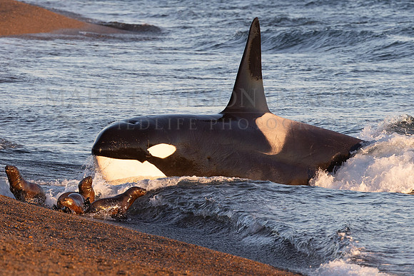 An adult male orca strands in a failed attack, at Punta Norte, Argentina