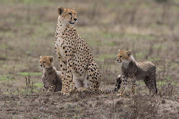 Cheetah cubs hunting with their mother
