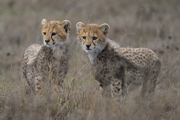 Baby cheetahs