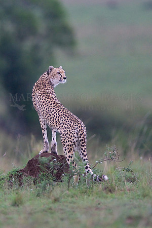Cheetah looking for prey