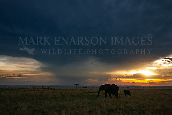 Elephants after the Masai Mara storm