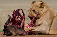 A lion feeds on a killed wildebeest