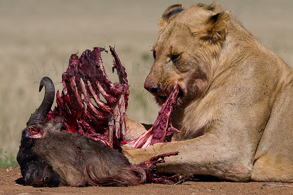 A lion feeds on a killed wildebeest