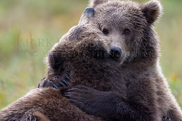 Two young brown bears embrace on Kodiak Island