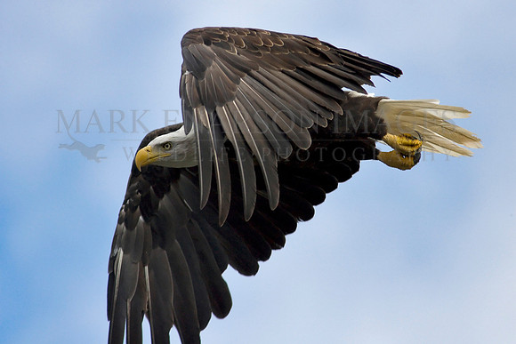 Bald eagle in flight off the Kenai Peninsula, Alaska