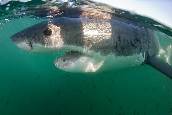White shark at Seal Island in False Bay, South Africa