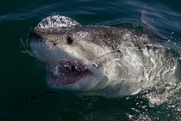 Breaching white shark at Seal Island, South Africa