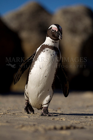 South African penguin