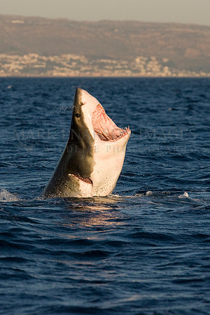 White shark attacking a Cape fur seal at Seal Island, South Africa