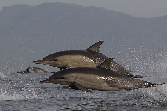 Common dolphins in False Bay, South Africa
