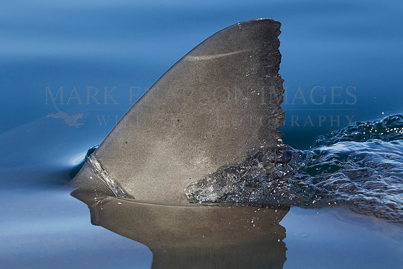 White shark dorsal fin