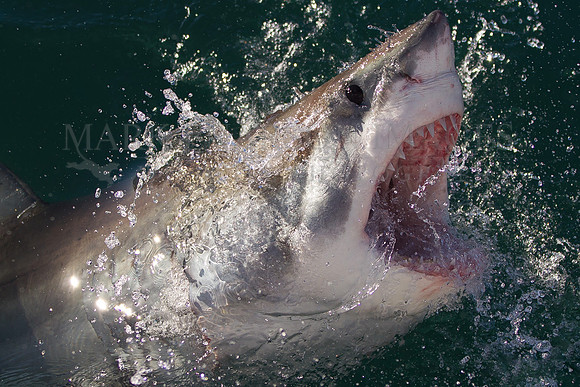 White shark breaching at Seal Island, South Africa