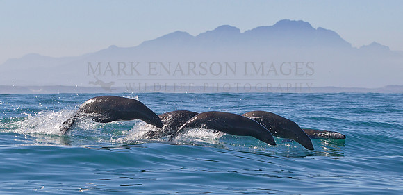 A group of Cape fur seals strikes out from Seal Island, South Africa