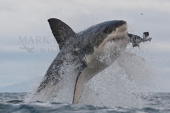 A tooth flies through the air as a white shark hits a decoy at Seal Island, South Africa