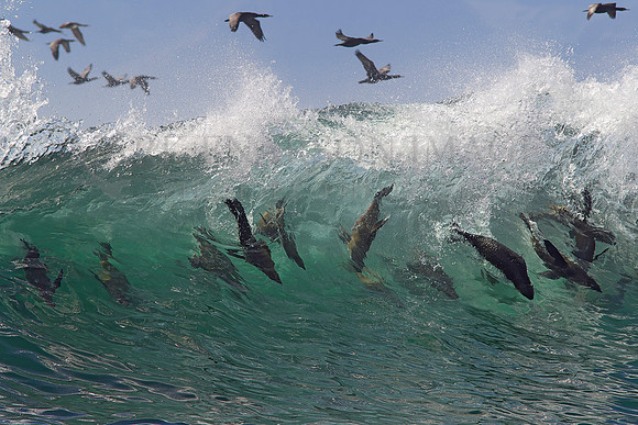 Cape fur seals surfing a wave