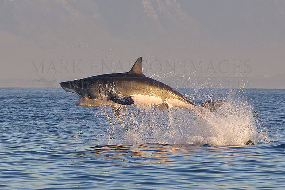 A white shark breaches high out of the water in a missed attack on a Cape fur seal at Seal Island, South Africa