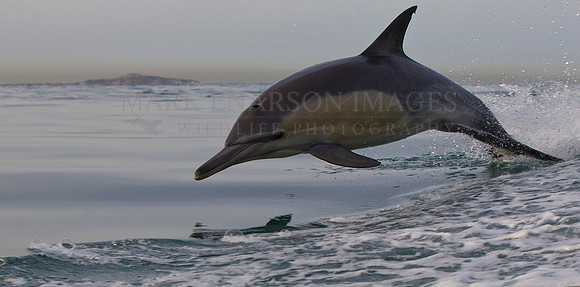 Common dolphin breaching