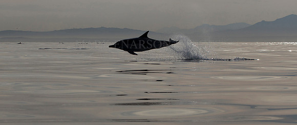Common dolphin breaching