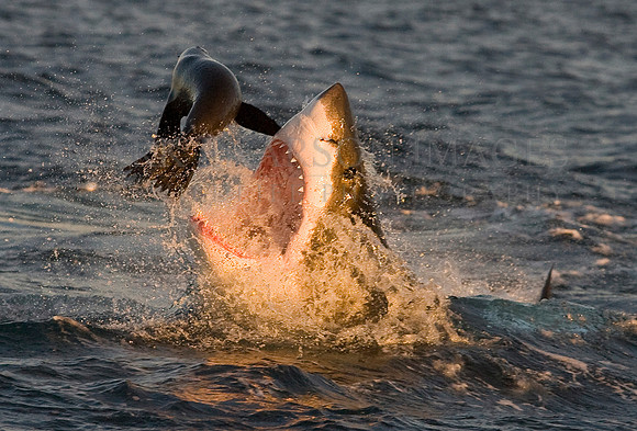 White shark attacking a Cape fur seal