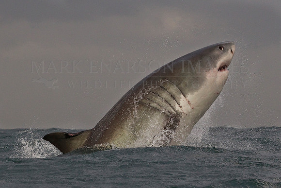 A white shark breaches against dark stormy skies at Seal Island, South Africa
