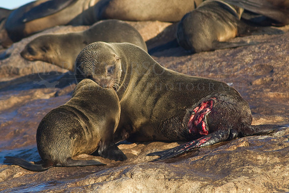 Cape fur seal wounded by a white shark