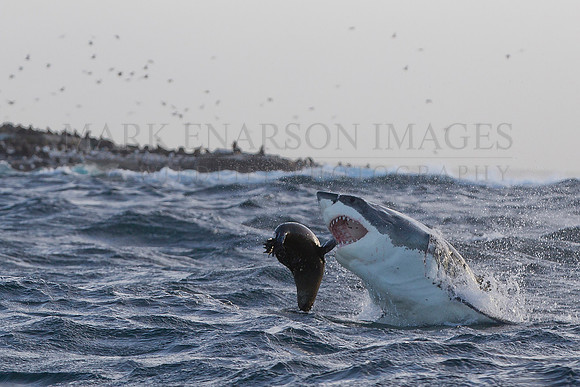 A white shark attacks a Cape fur seal in the rough waters of a storm at Seal Island, South Africa