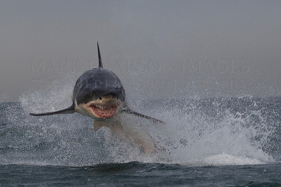 A white shark breaches off Seal Island