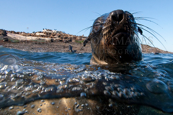 Cape fur seal