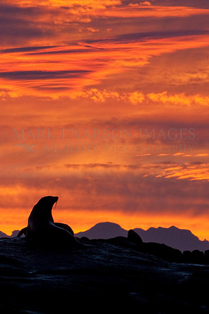 Cape fur seal silhouetted by sunrise